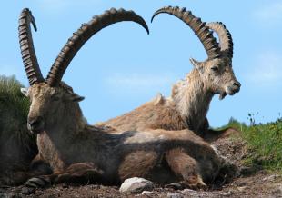 Weder Giachen noch Gian können Gossau bremsen!